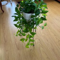 Indoor Plant