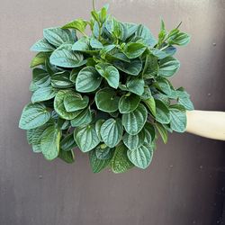 6” peperomia  rana verde