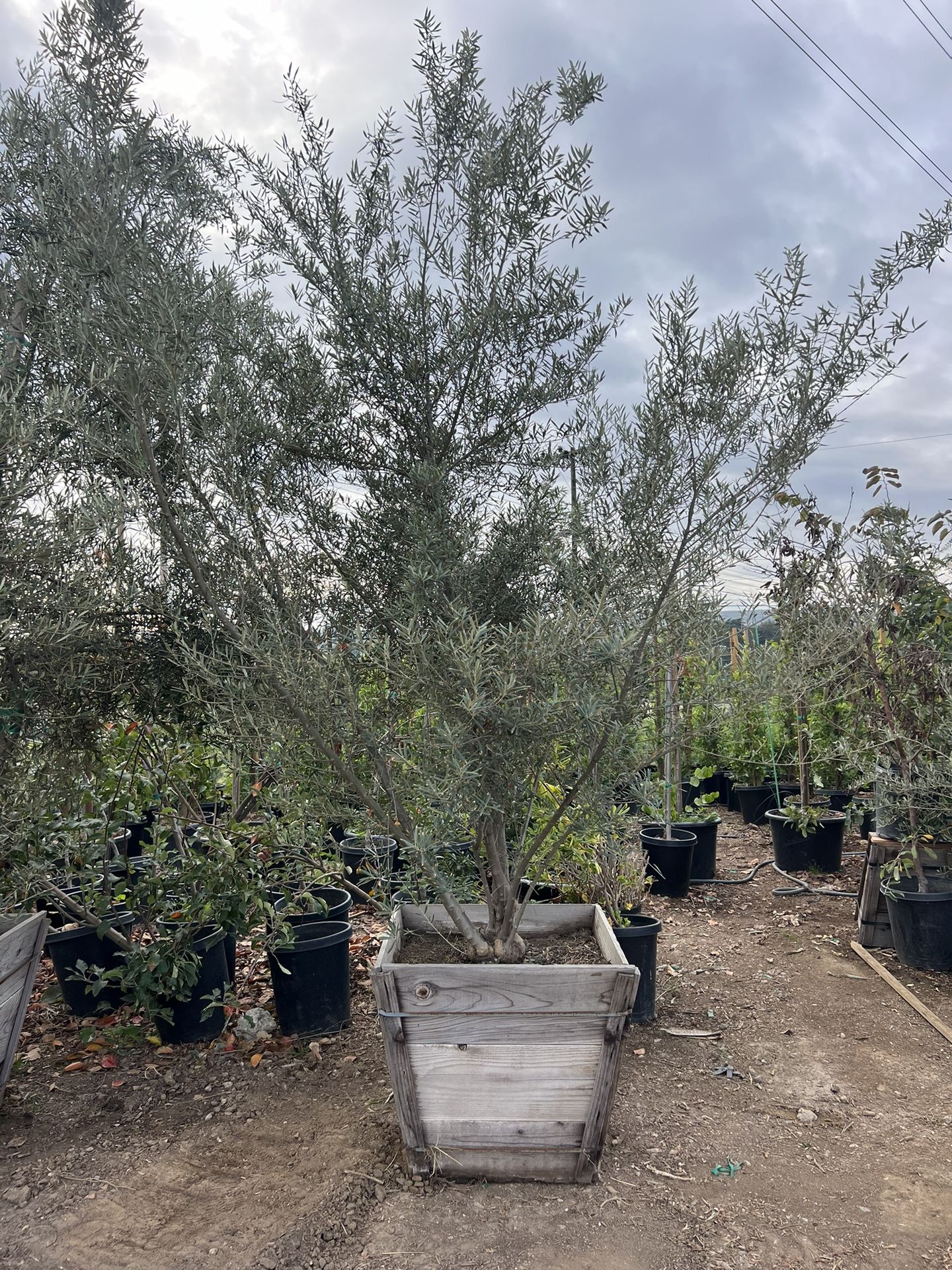 Fruitless Olive Trees