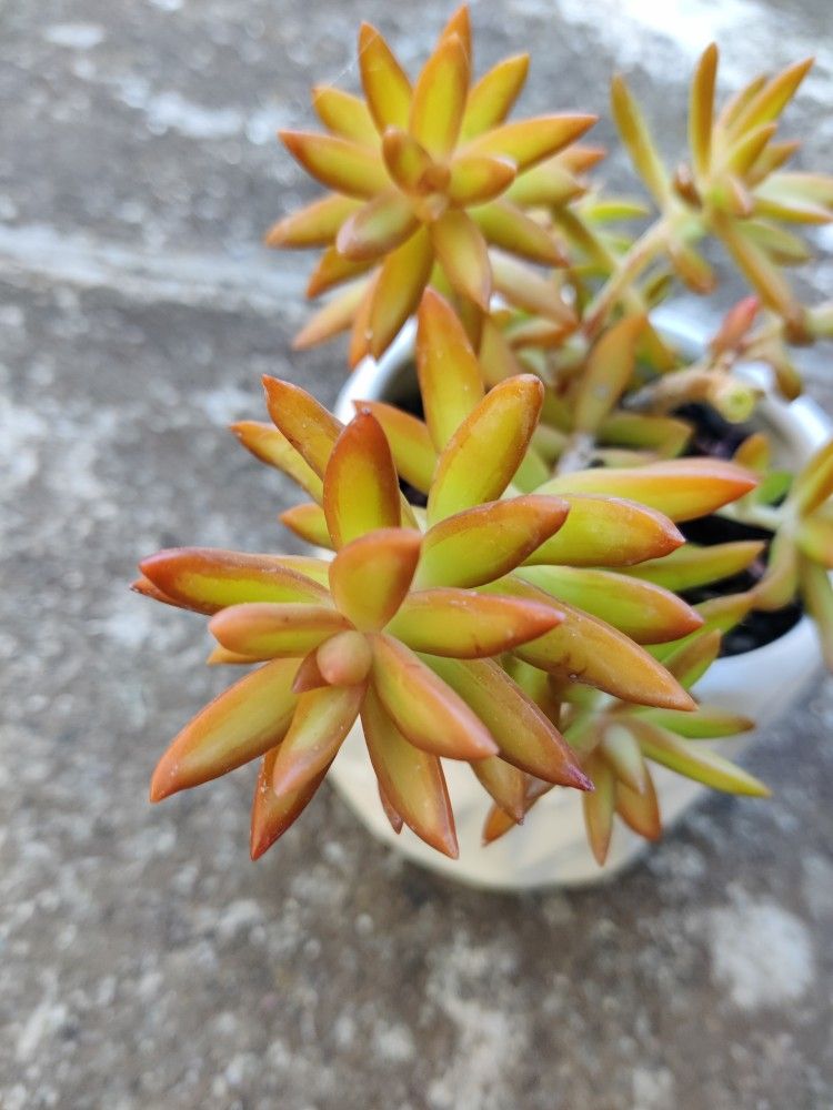 Beautiful Succulents In Ceramic Pots