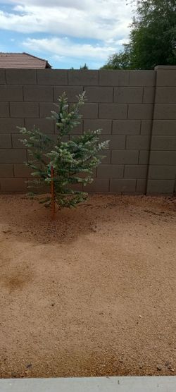 5 Eucalyptus trees