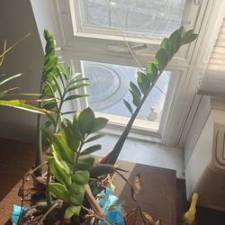 Indoor Plants 2 For Free