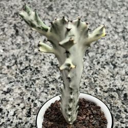 🌵 Ghost Dragon Bone Euphorbia • Rare Plants • Cactus 🌵 