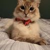 Tammy