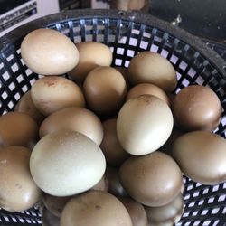 Eggs