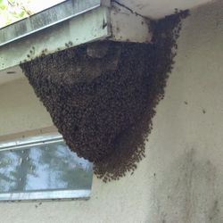 Bee Removal 