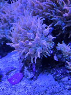 Rose bubble tip anemones