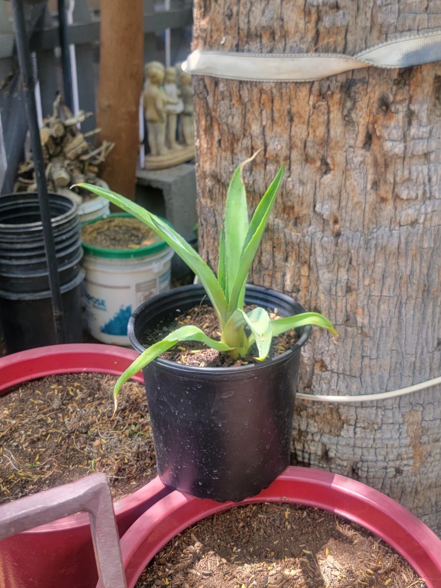 Smooth Agave Plant