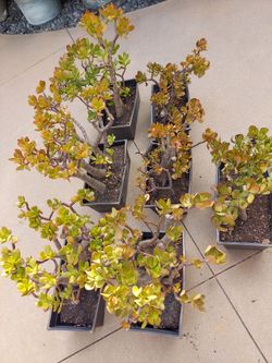 Jade Plant Succulents in containers