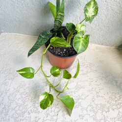 Sansevieria/syngonium/golden Pothos Plants 