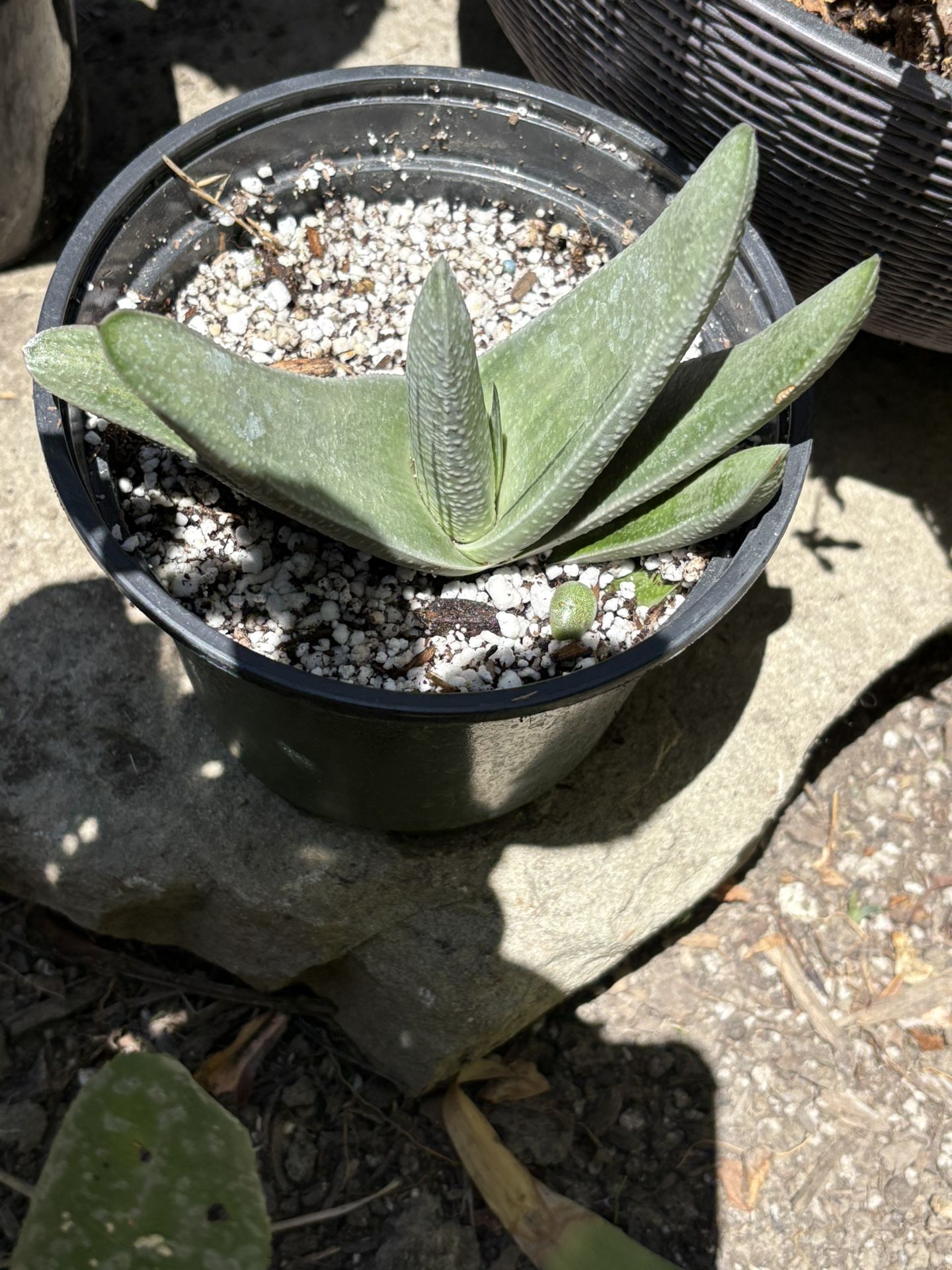 Succulents Gasteria
