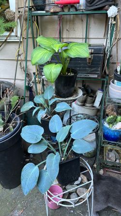 Hostas