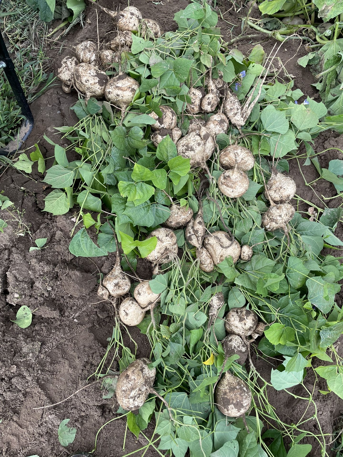 Jicama Fresh $1.50 per bls