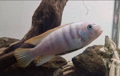Fish tanks for sale