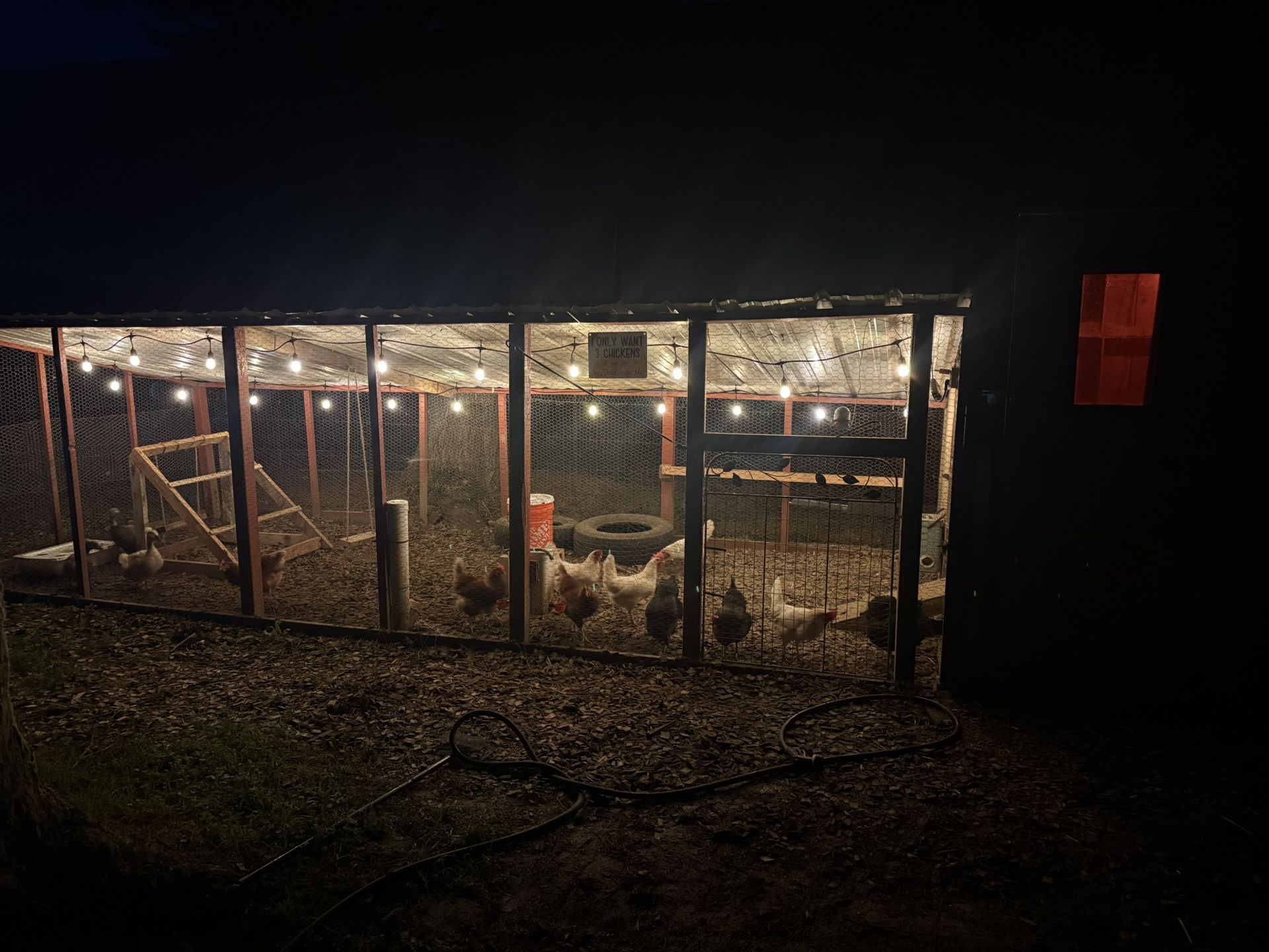 Farm Fresh Duck And Chicken Eggs