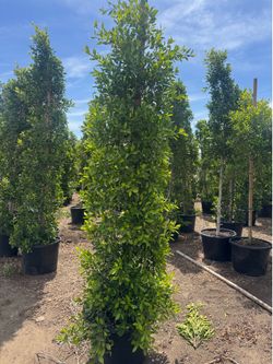 ficus hedge
