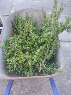 Succulents plant pieces elephant bush