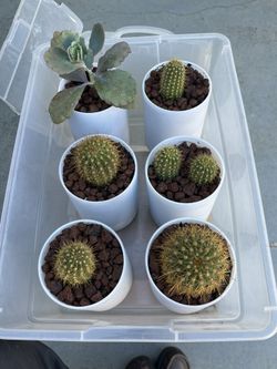 6 Plants On Sale All For $25