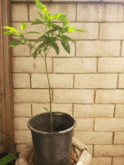 Avocado tree
