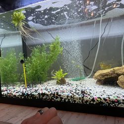 Fish Aquarium, Stand And All Accessories 