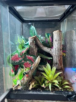 Reptile Terrarium & custom stand / *preferably for frogs*
