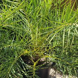 Silvestre Palm 15gallon Special 