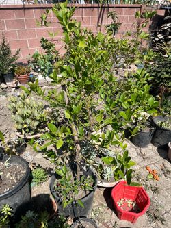 Key Lime Airlayer Tree