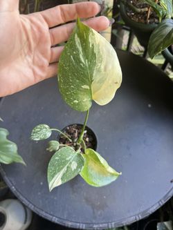 Monstera Thai Constellation Plant