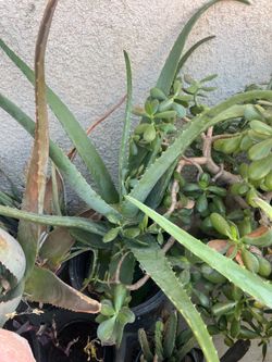 Plants