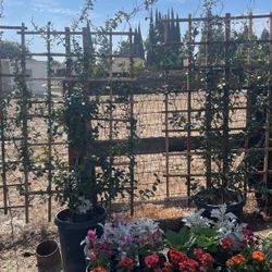 StarJasmine Trellis