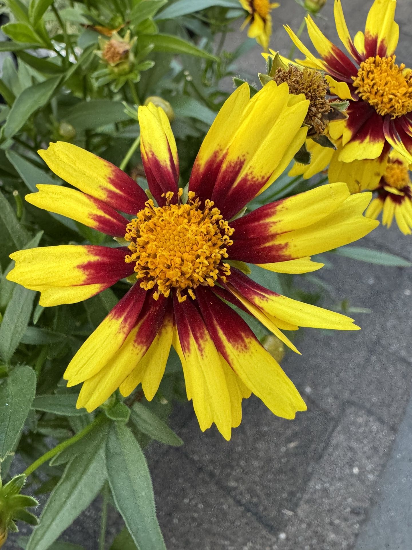 Mounding Perennial Coreopsis ‘Uptick Yellow & Red