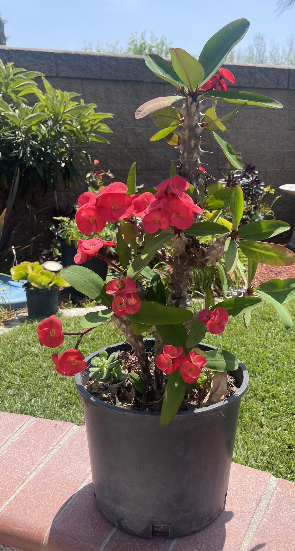 Euphorbia Plant 
