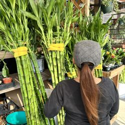 Taiwan Lucky Bamboo 4,5,6 Feet Tall Thick And High Quality 