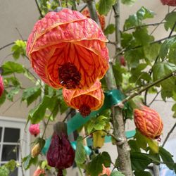 Rare:  🏮  Redvein Flowering Maple Tree  🍁 Shape Like Lantern 