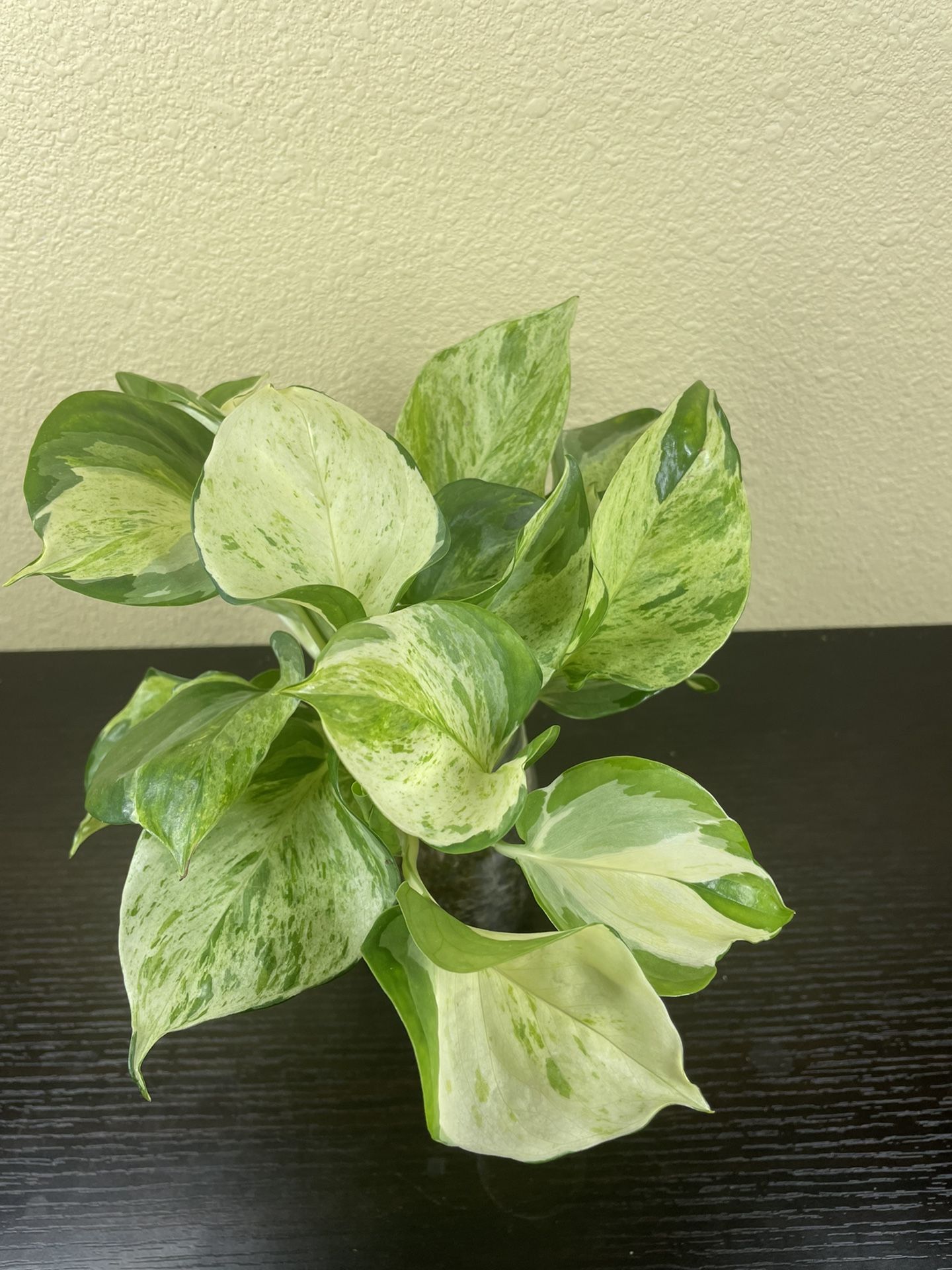 Manjula Pothos