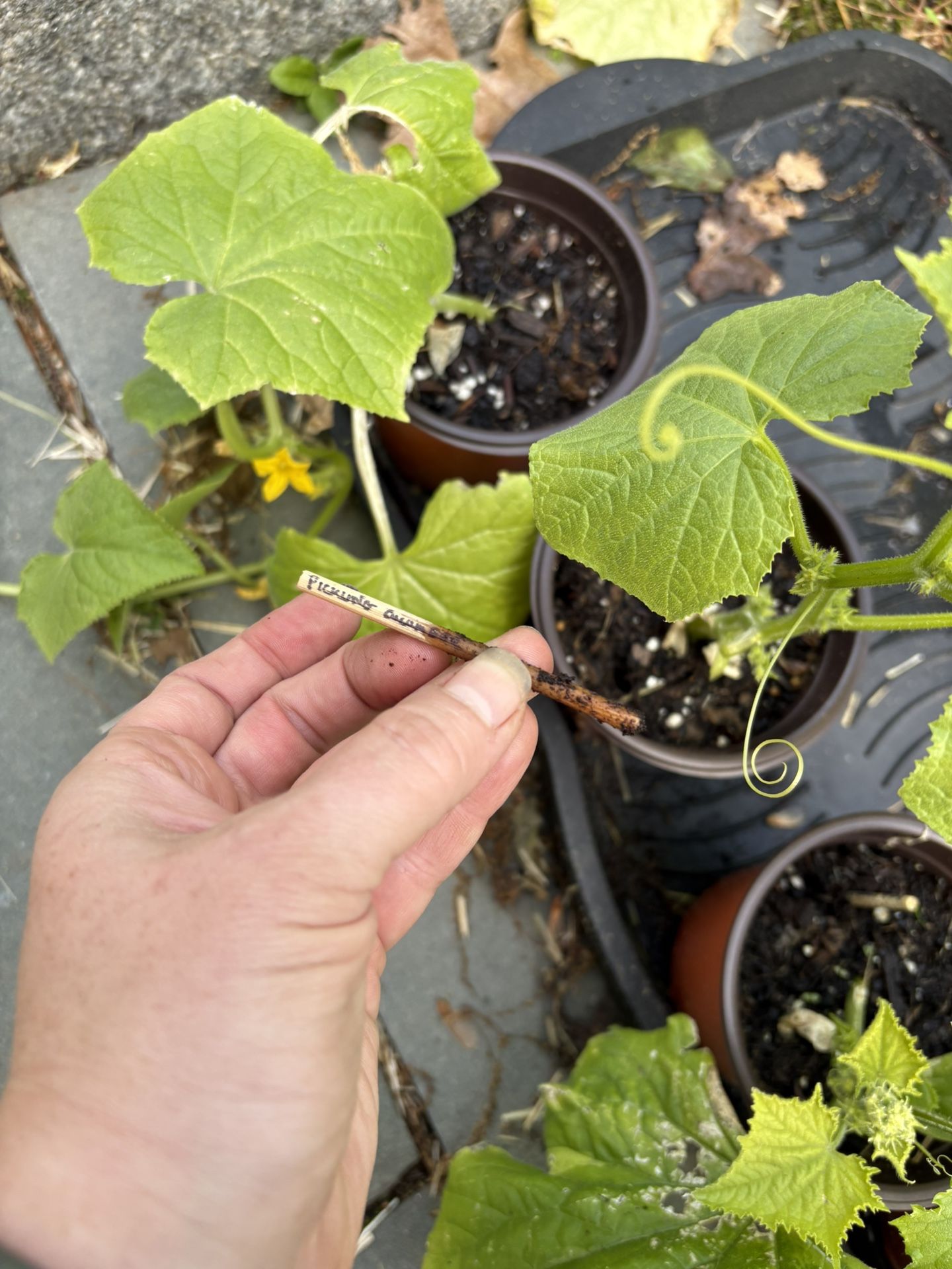 Pickling Cucumber