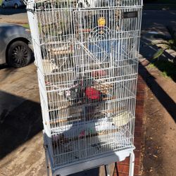 Bird Cage