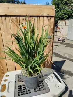 Crocosmia,2 gal , $15 ea. Ready to bloom, have several , 1 gal $ 8 ea.