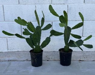 Very Healthy Velvet Opuntia Prickly Pear Cactus Plants 1 gallon planters, $29 each
