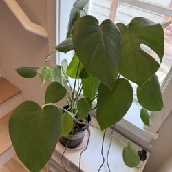 6 Inch Monstera