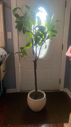 Artificial Plumeria Tree- Hearth & Hand