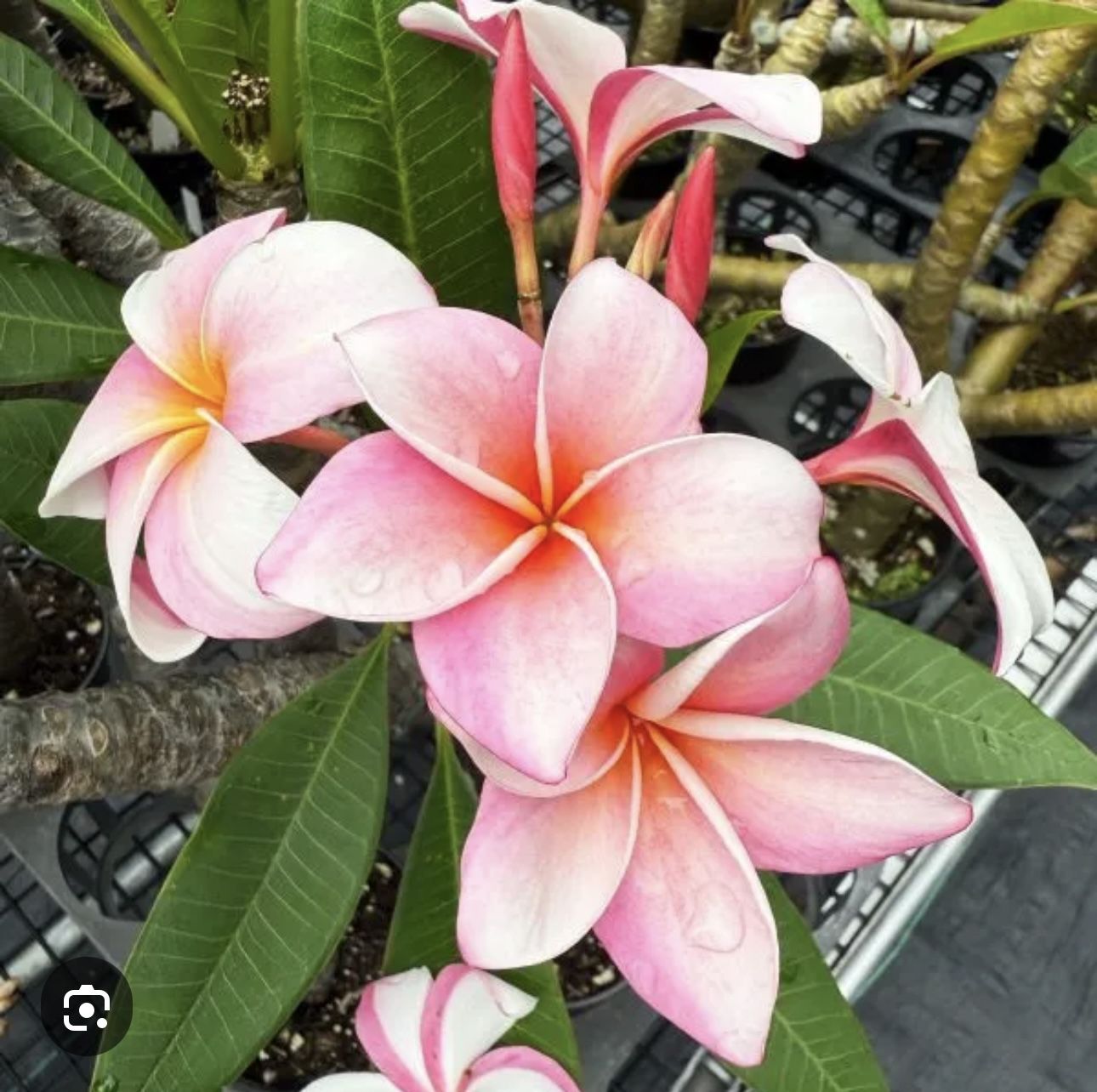 Plumaria Free Cuttings Free Free