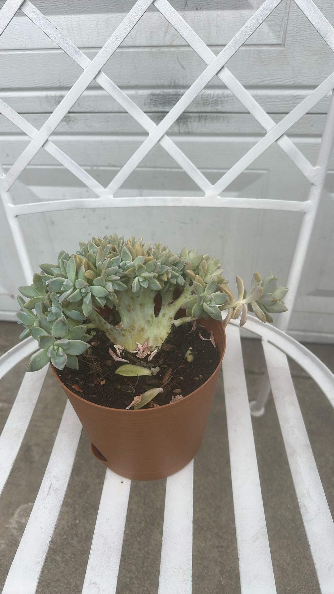 Succulents