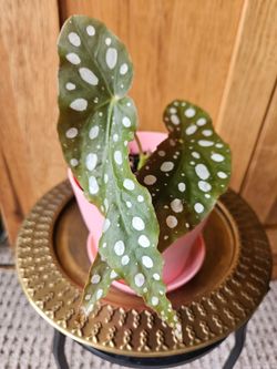 Begonia "Maculata" Angel Wing (Pink pot-A)