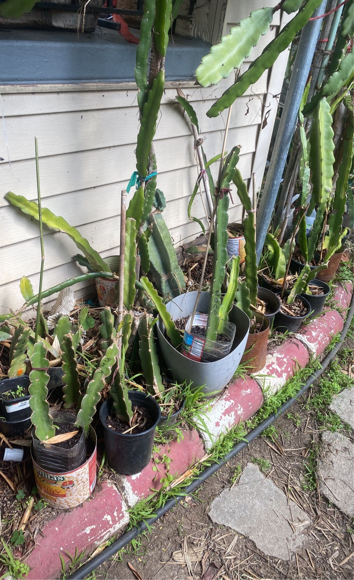 Plantar De Fruta Del Dragon