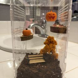 Halloween Themed Jumping Spider Enclosure 