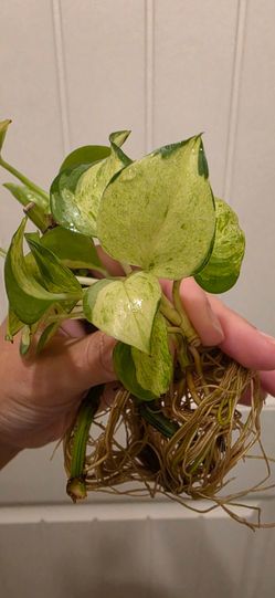 Manjula pothos