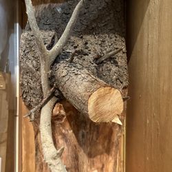 Deer Antler Embedded In Tree Log 