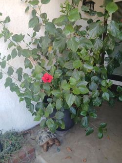 Hibiscus plant