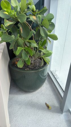 Set base plants + plant
